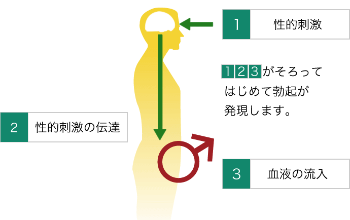 医師監修 Edの原因とタイプ Ed治療の基礎知識 Edケアサポート 日本新薬